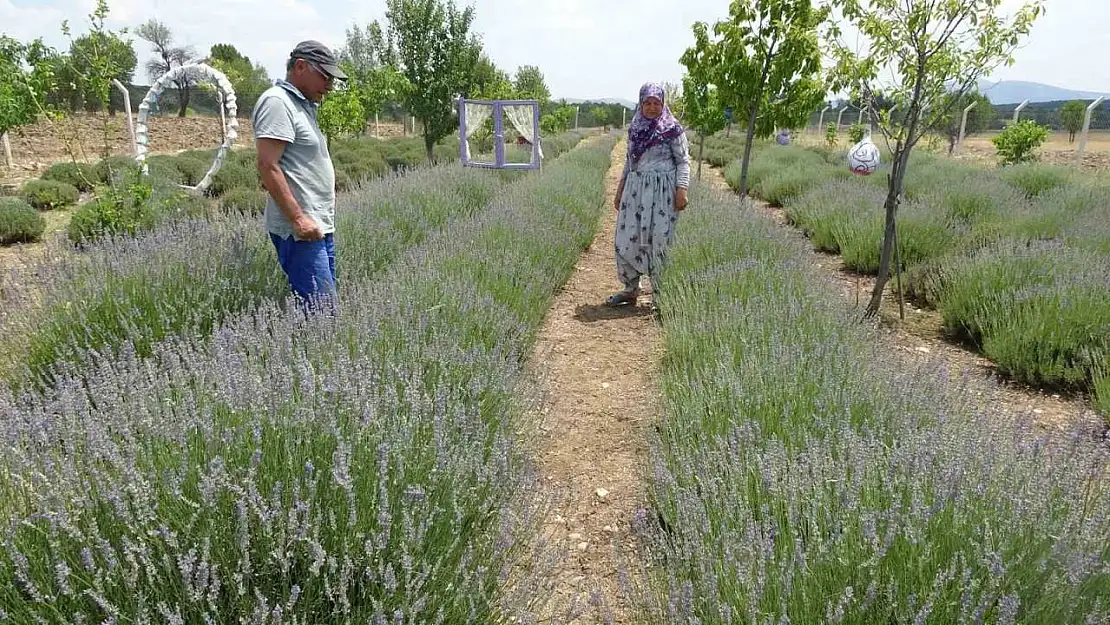 Kütahyalı çiftin 9 yıl önce hobi amacıyla kurduğu lavanta bahçesi şimdi gelir kapıları oldu