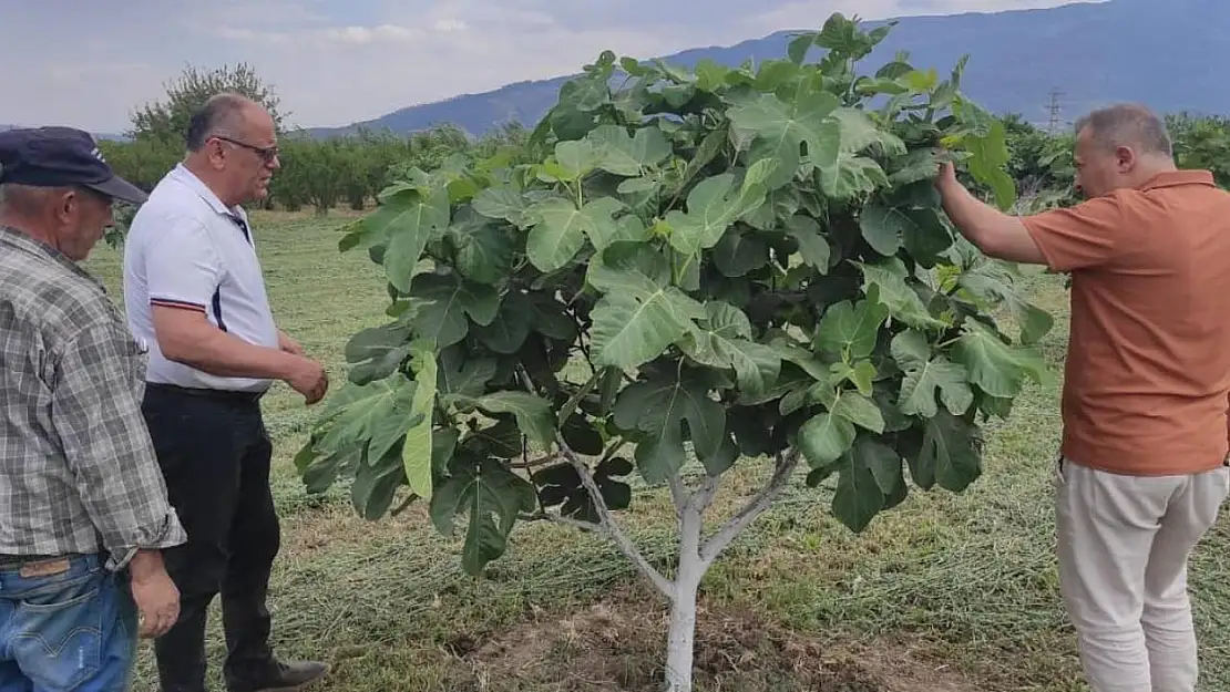 Kuyucak'ta incir bahçelerinde hastalık ve zararlı kontrolü yapıldı