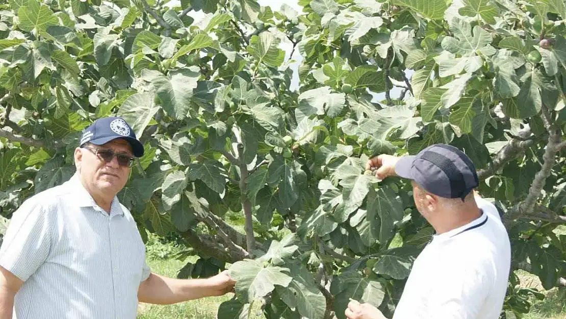 Kuyucak'ta incir bahçelerinde hastalık ve zararlı kontrolü yapıldı