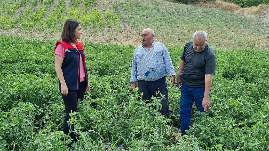 Kuyucak'ta proje kapsamında dağıtılan domates fideleri kontrol edildi