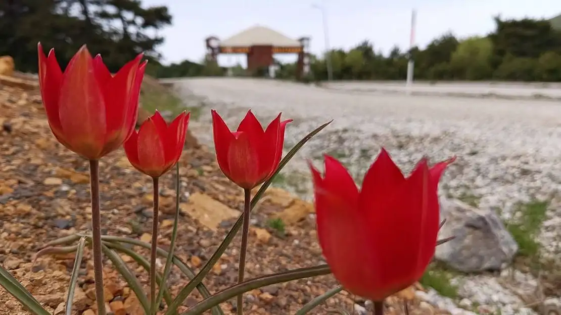 Lalenin anayurdu Orta Asya, kalbi Manisa'da