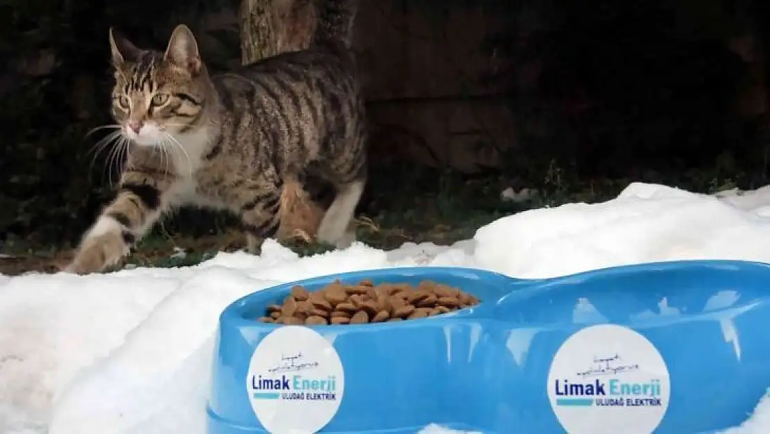 Limak, sokak hayvanlarını kara kışta unutmadı