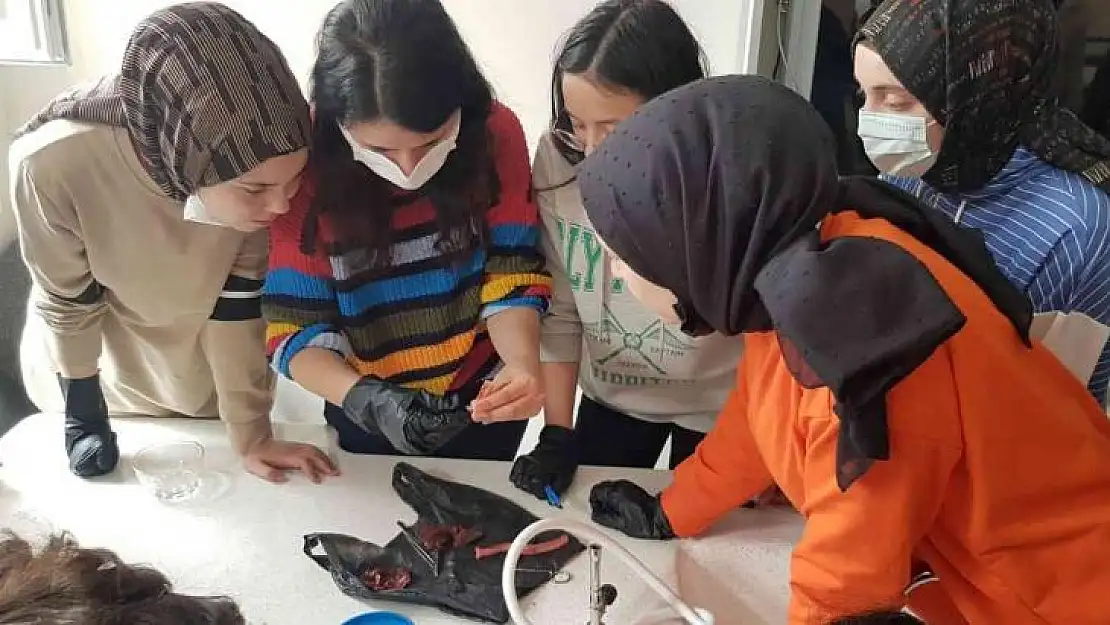 Lise öğrencileri kaz kalbi üzerinde deney yaptılar