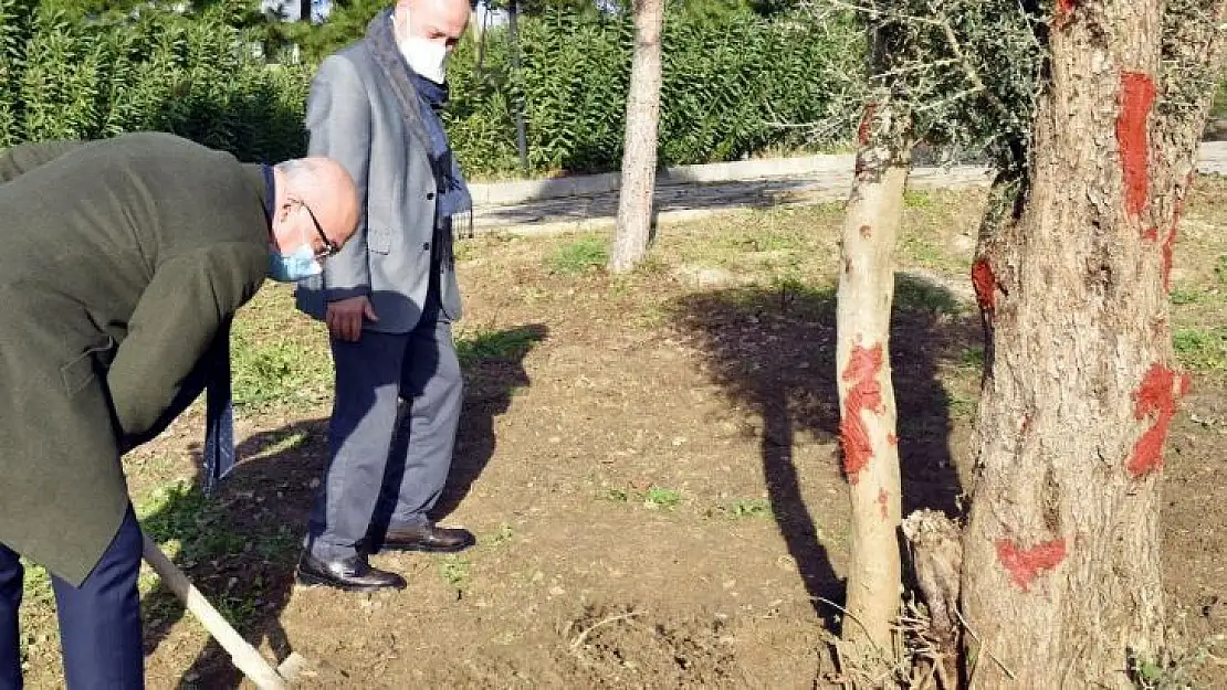 Manisa Celal Bayar Üniversitesi'nde asırlık zeytin ağaçları toprakla buluştu