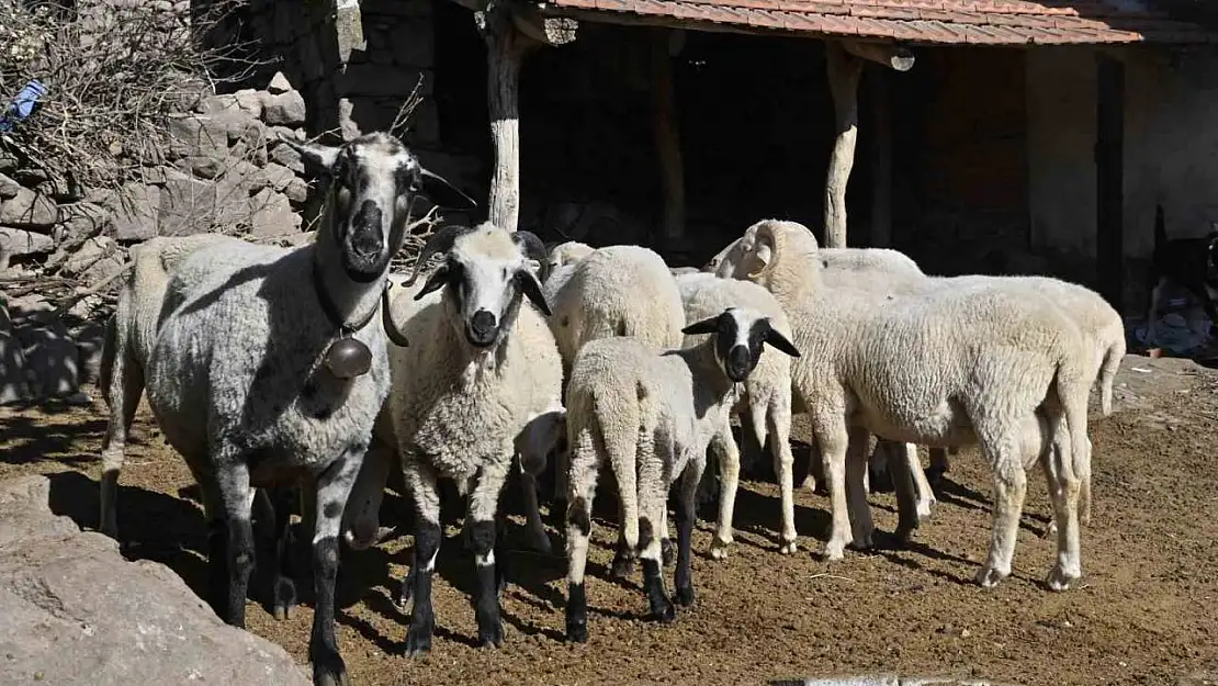 Manisa'da 'Mavi Dil' hastalığıyla mücadelede ediliyor