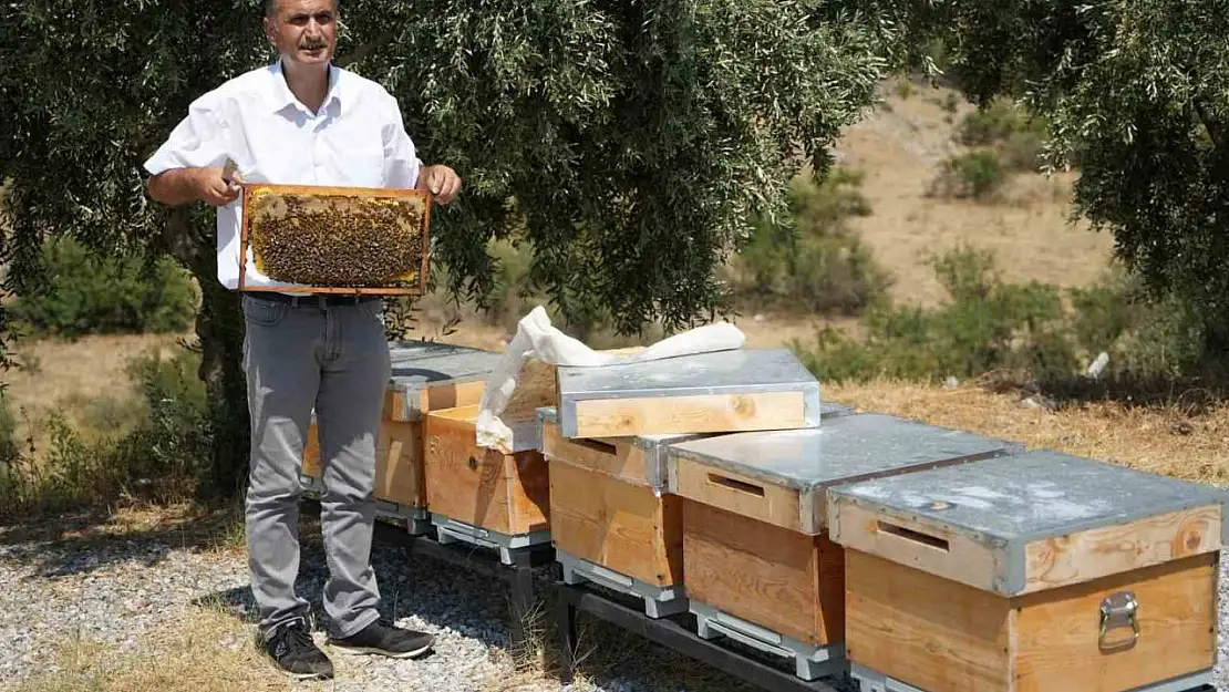 Manisa'da aşırı sıcaklar bal üretimini etkiledi