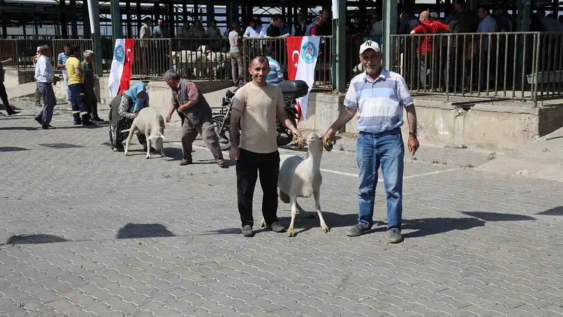 Manisa'da damızlık koçlar sahiplerini buldu