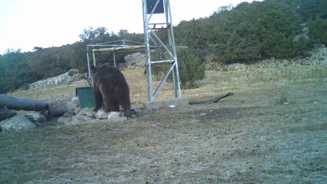 Manisa'da ilk kez boz ayı görüntülendi