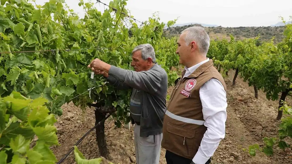 Manisa'da istilacı kokarcaya karşı 'Samuray Arıcığı' salımı yapıldı