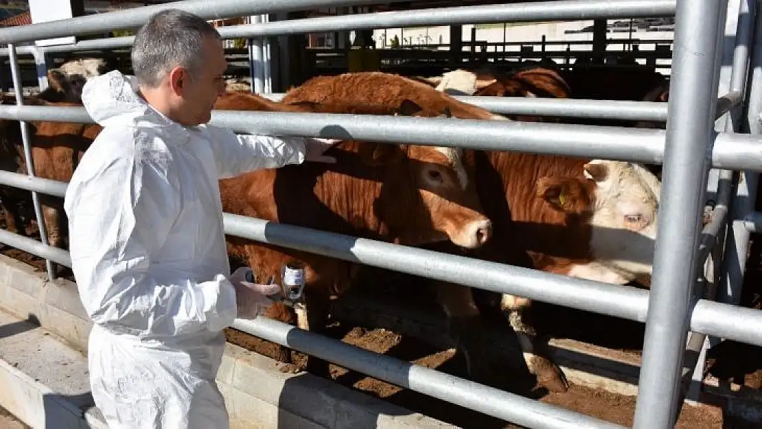 Manisa'da şap aşılama kampanyası başlıyor