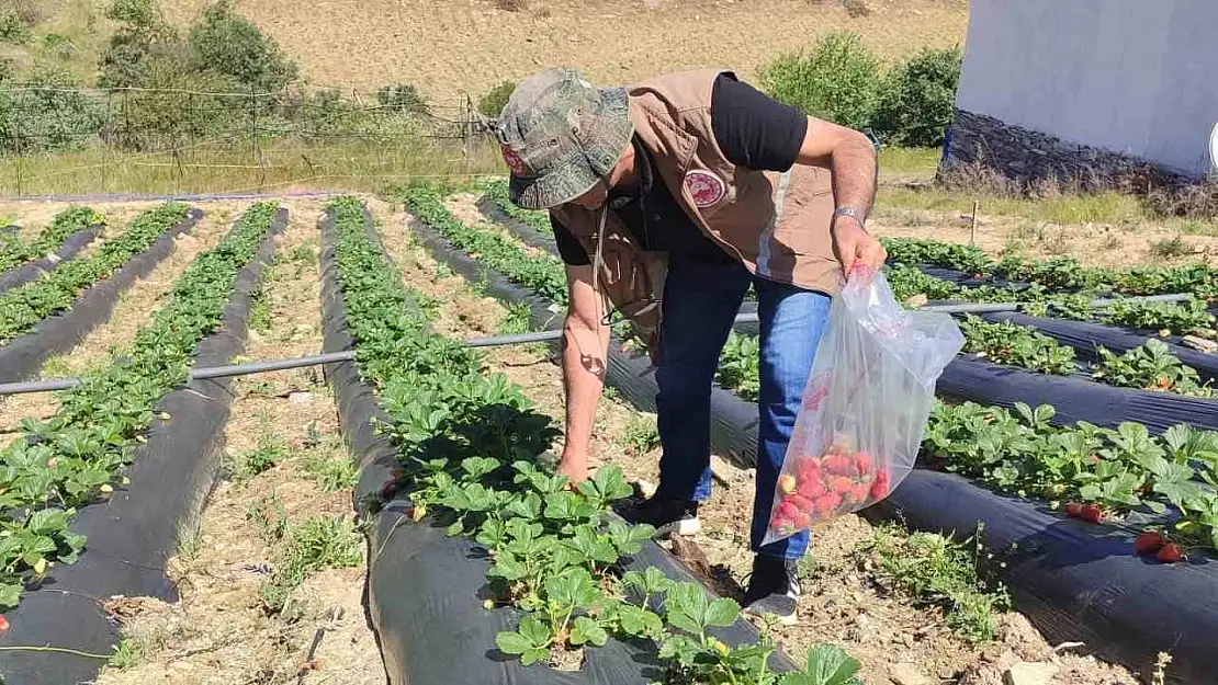Manisa'da üreticilere yasaklı madde uyarısı