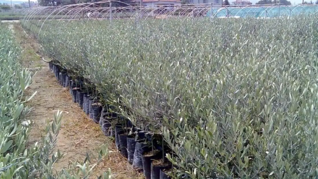Manisa'da üreticilere yüzde 75 hibeli fidan desteği