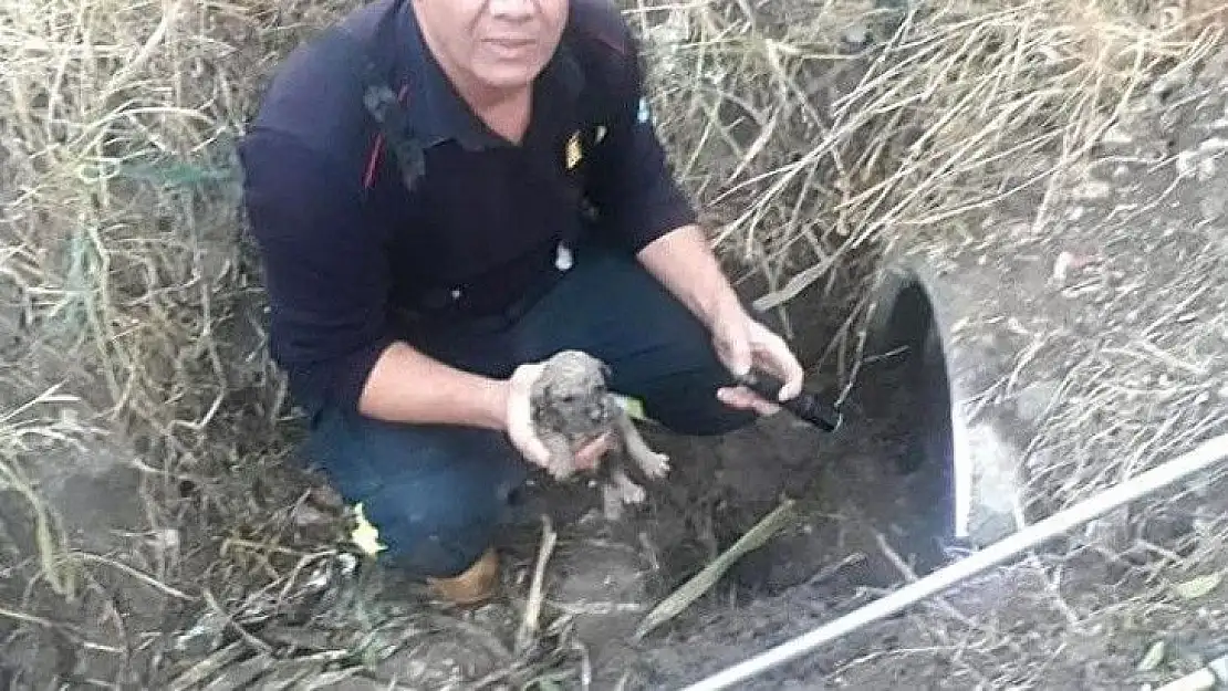 Manisa İtfaiyesi yavru köpekleri kurtardı