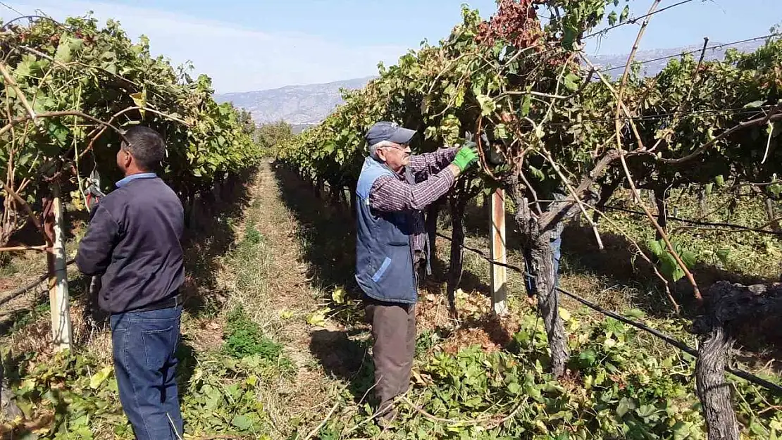 Manisa'nın bağlarında hasat devam ederken budama çalışmaları da başladı