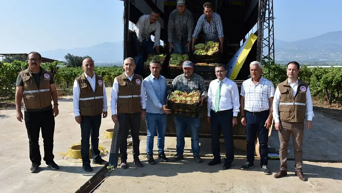 Manisa'nın çekirdeksiz Sultaniye üzümünün dünya yolculuğu başladı