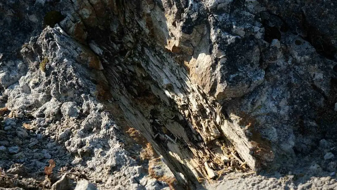 Manisa'nın fosil ormanı tabiat anıtı olarak tescillendi