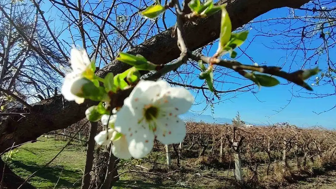 Manisa'ya yalancı bahar geldi ağaçlar çiçek açtı