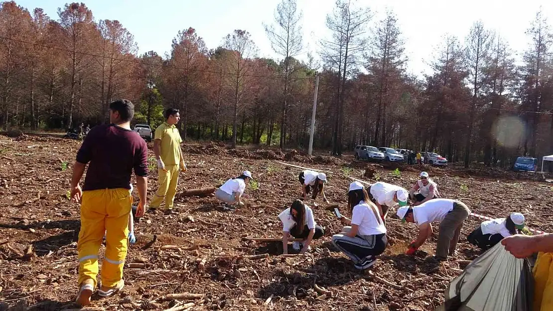 Marmaris'te yanan alanda 11 bin fidan dikildi