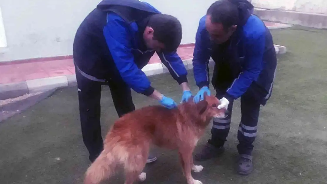 Menteşe Belediyesi ekipleri kayalıklarda mahsur kalan köpeği kurtardı