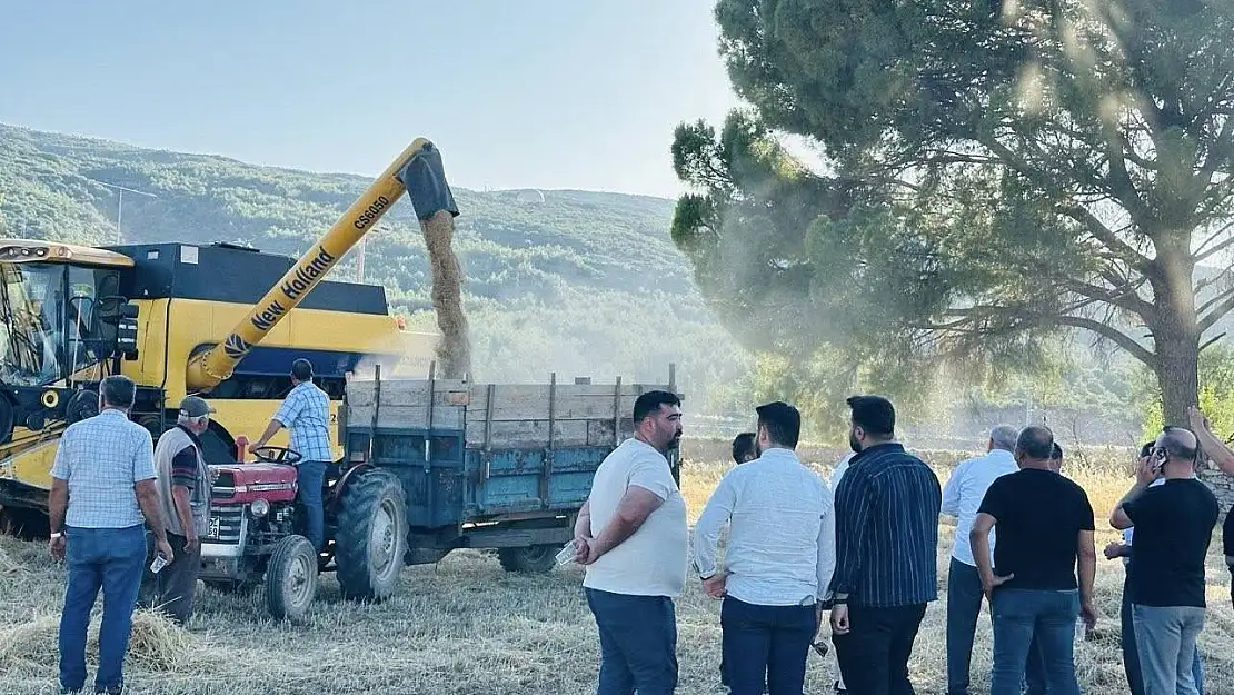 Menteşe'de buğday hasadında sona yaklaşıldı: 7 bin ton rekolte bekleniyor