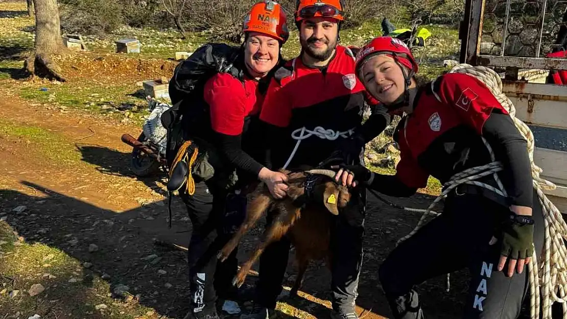 Menteşe'de kayalıklarda mahsur kalan keçi ekipler tarafından kurtarıldı