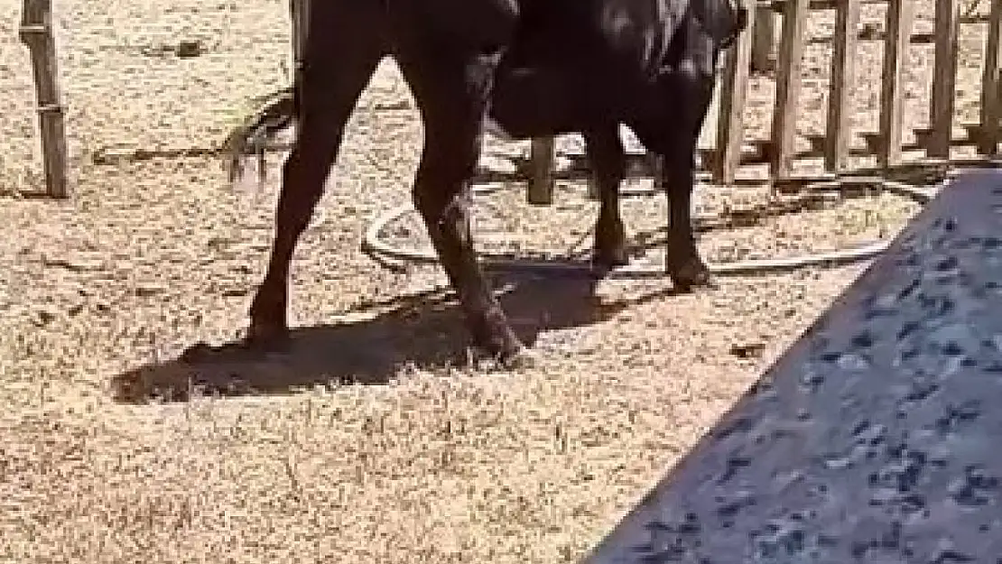 Meraklı ineğin başı sıkıştı