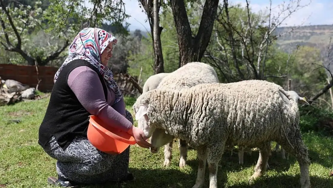 Merkezefendi'de 'Küçükbaş hayvan ve yem desteği' kayıtları başladı