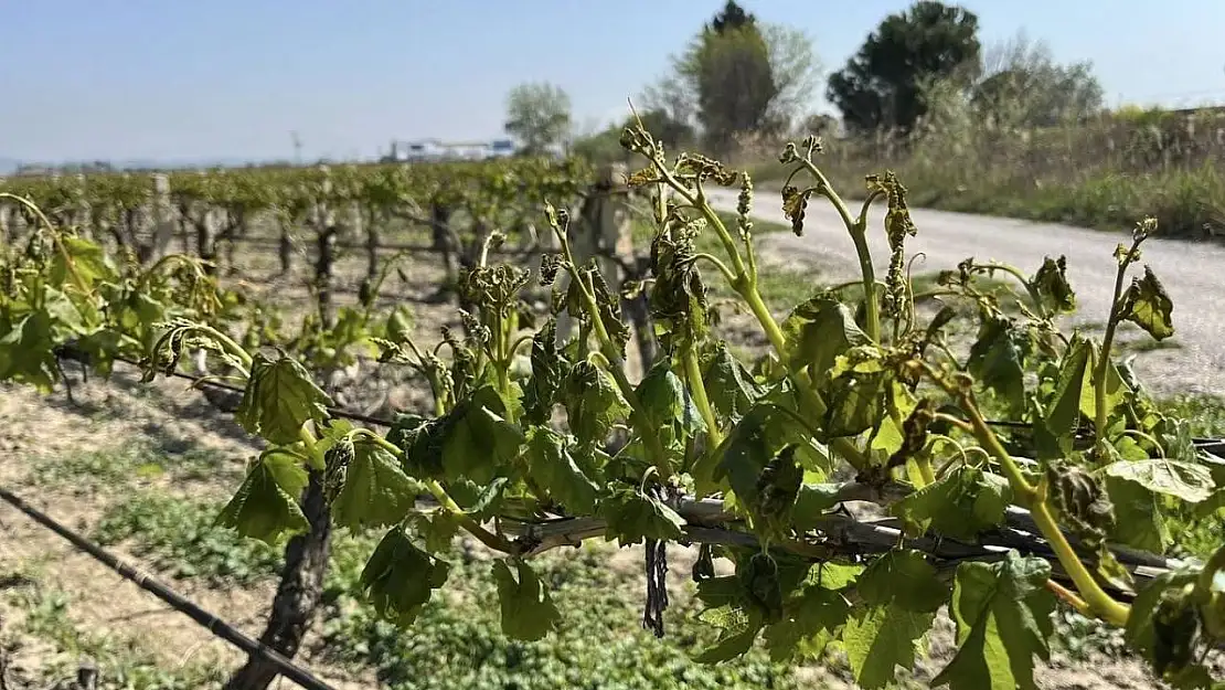 Meteoroloji çiftçileri zirai dona karşı uyardı
