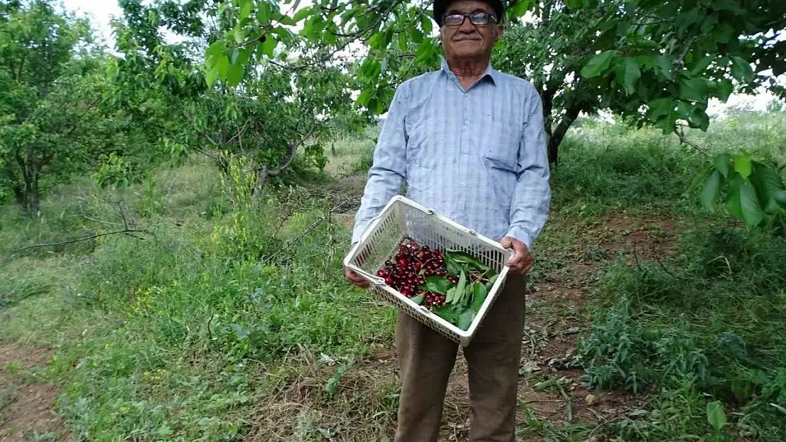 Meyve bahçesinin bakımını tek başına yapıyor