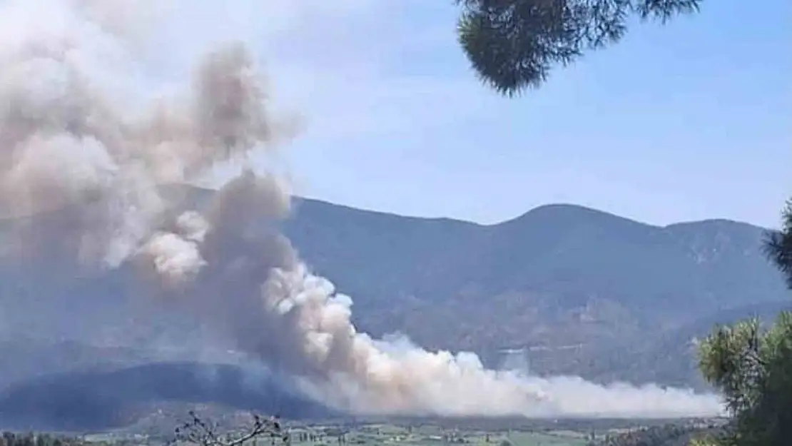 Milas Pınarcık'ta makilik ve zeytinlik alan yangını