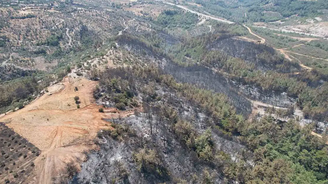 Milas'ta alevler yüzyıllık mirası yuttu zeytinlikler kül oldu, gözyaşları sel