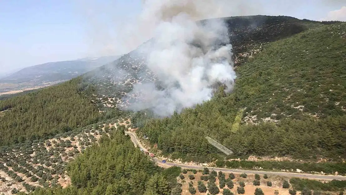 Milas'ta orman yangını