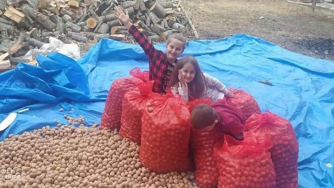 Minikler cevizleri kurutup çuvallara doldurdu