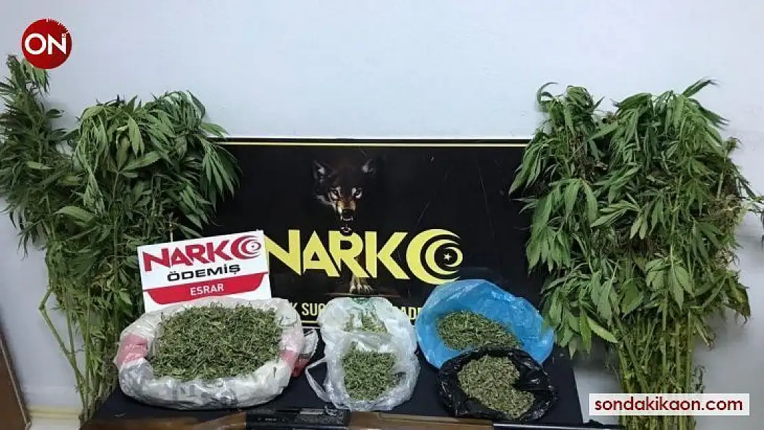 Mısır tarlasına uyuşturucu operasyonu: 1 gözaltı