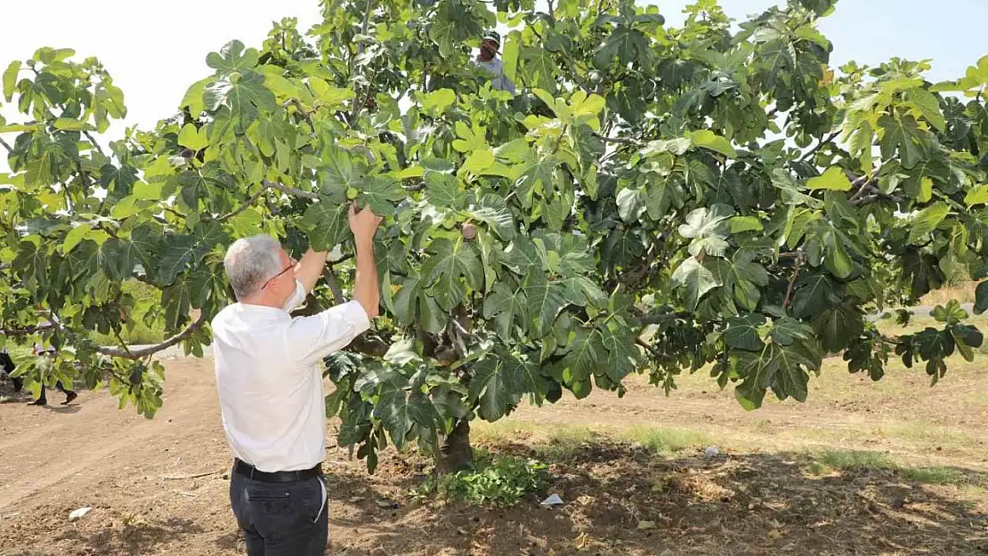 Mudanyalı üreticilere çifte müjde