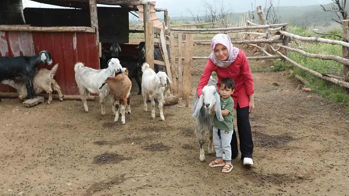 Muğla Büyükşehir 'Kıl Keçisi Projesi' meyvelerini vermeye başladı