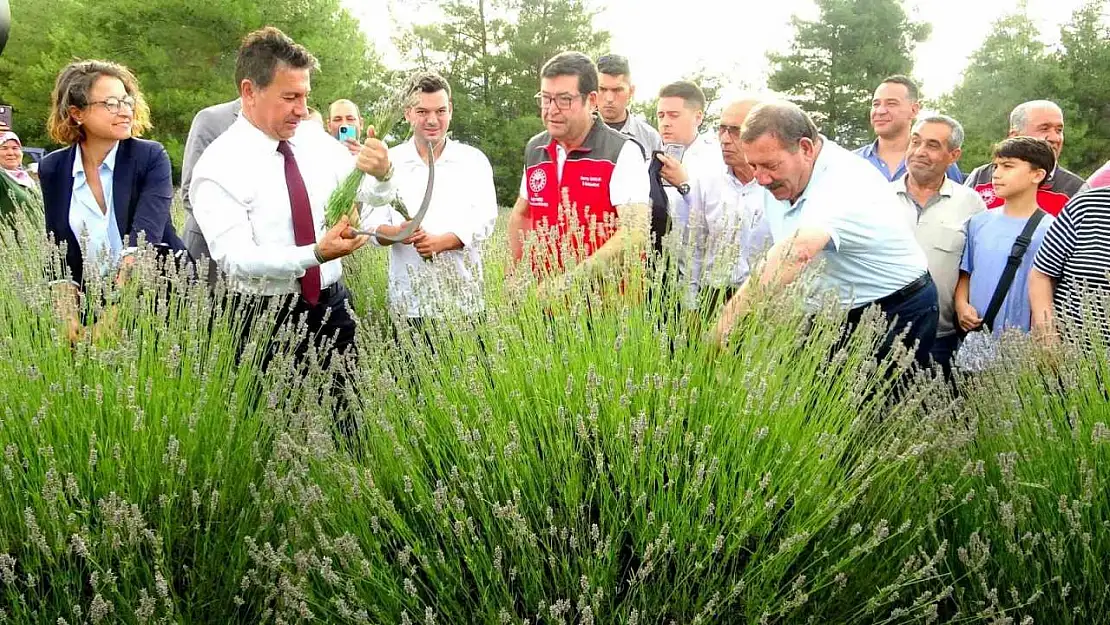 Muğla Büyükşehir Belediyesi'nden lavanta şenliği