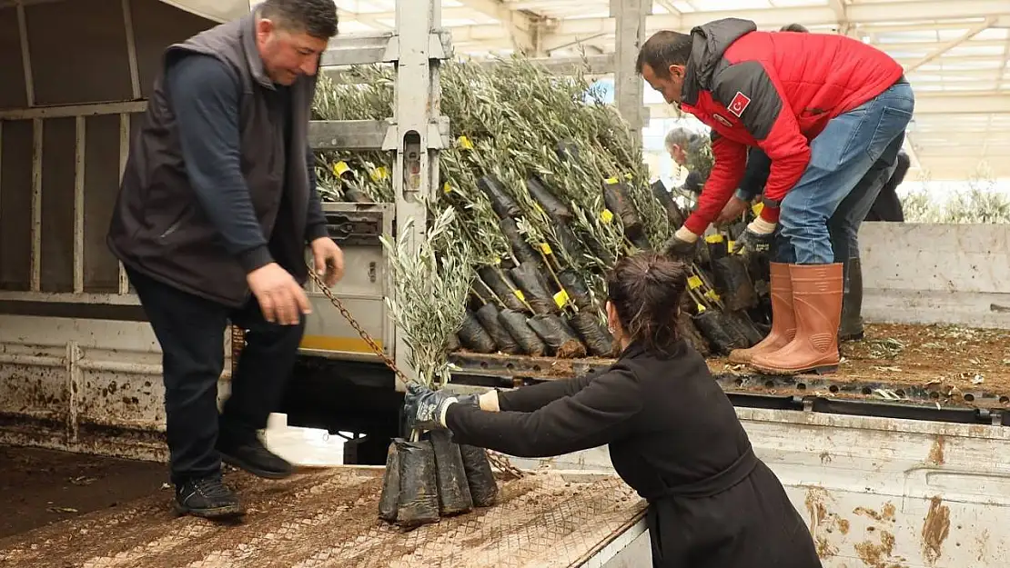 Muğla'da 20 bin zeytin fidanı toprakla buluştu