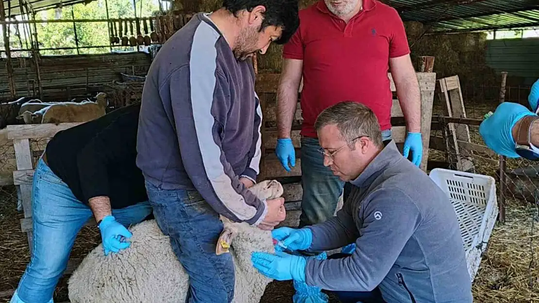 Muğla'da akabane hastalığına karşı önlemler alındı