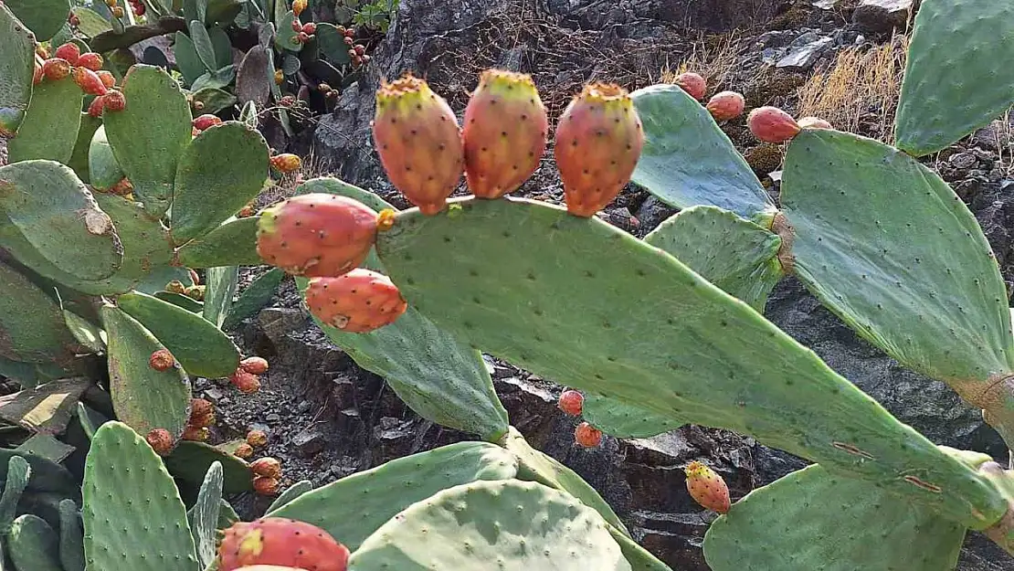 Muğla'da dikenli incir, ekonomiye kazandırılıyor