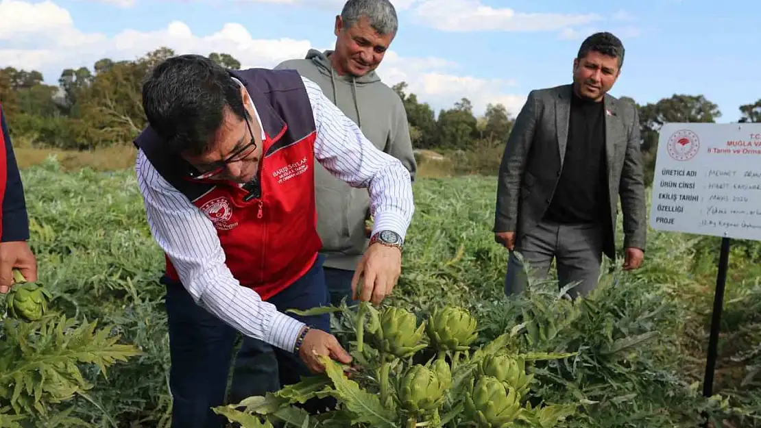 Muğla'da hedef 12 ay Enginar üretimi