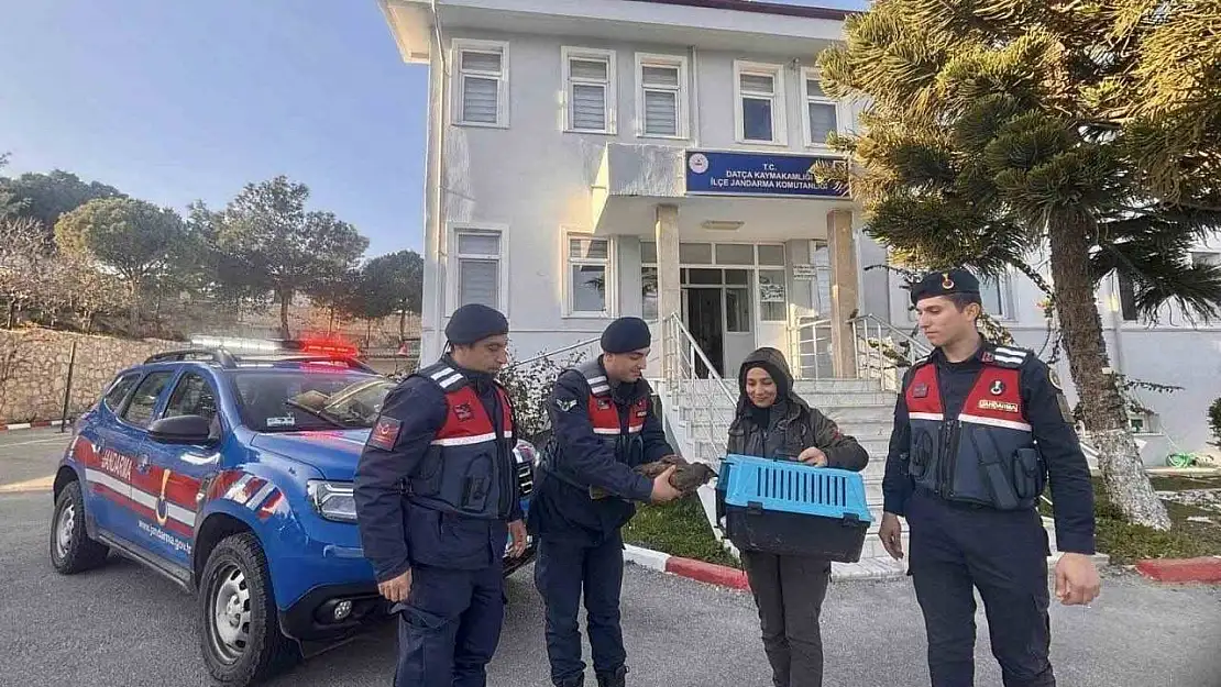Muğla'da jandarma ekipleri yaralı şahini kurtardı