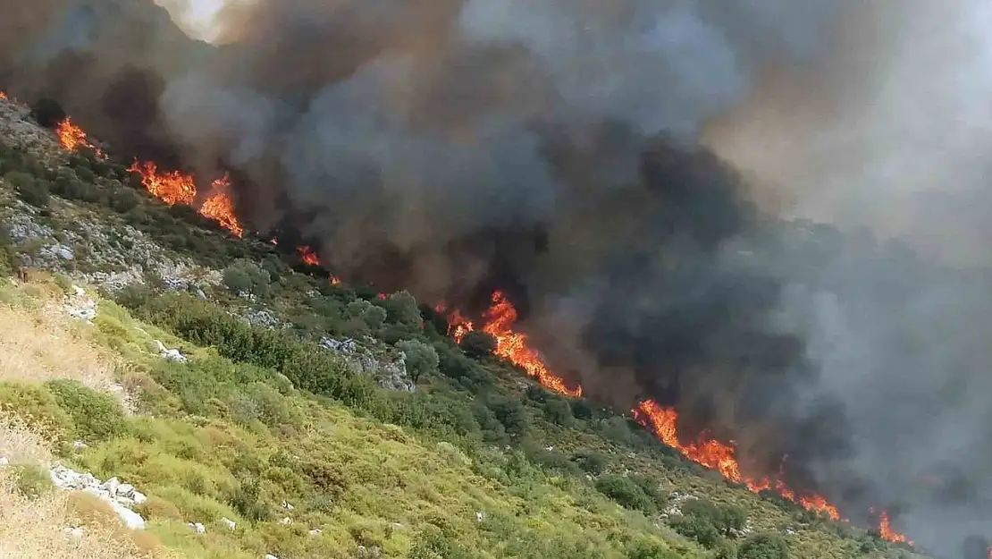 Muğla'da orman yangını