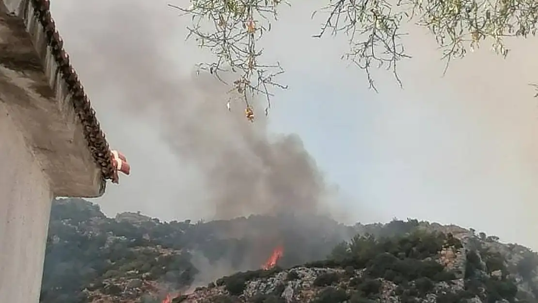 Muğla'da orman yangını