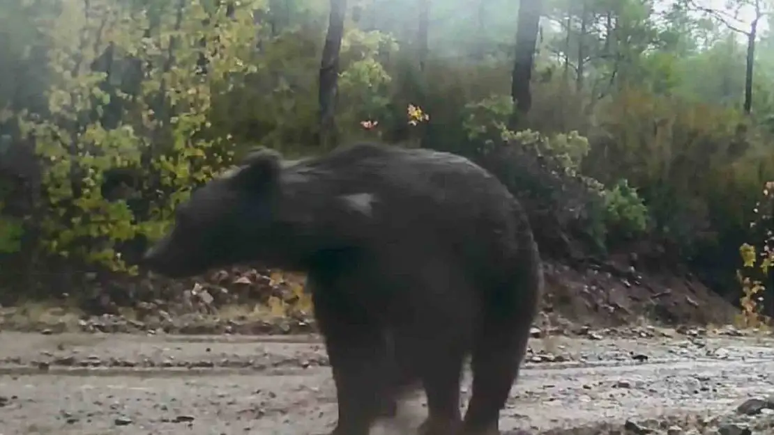 Muğla'da yaban hayatı fotokapana yansıdı