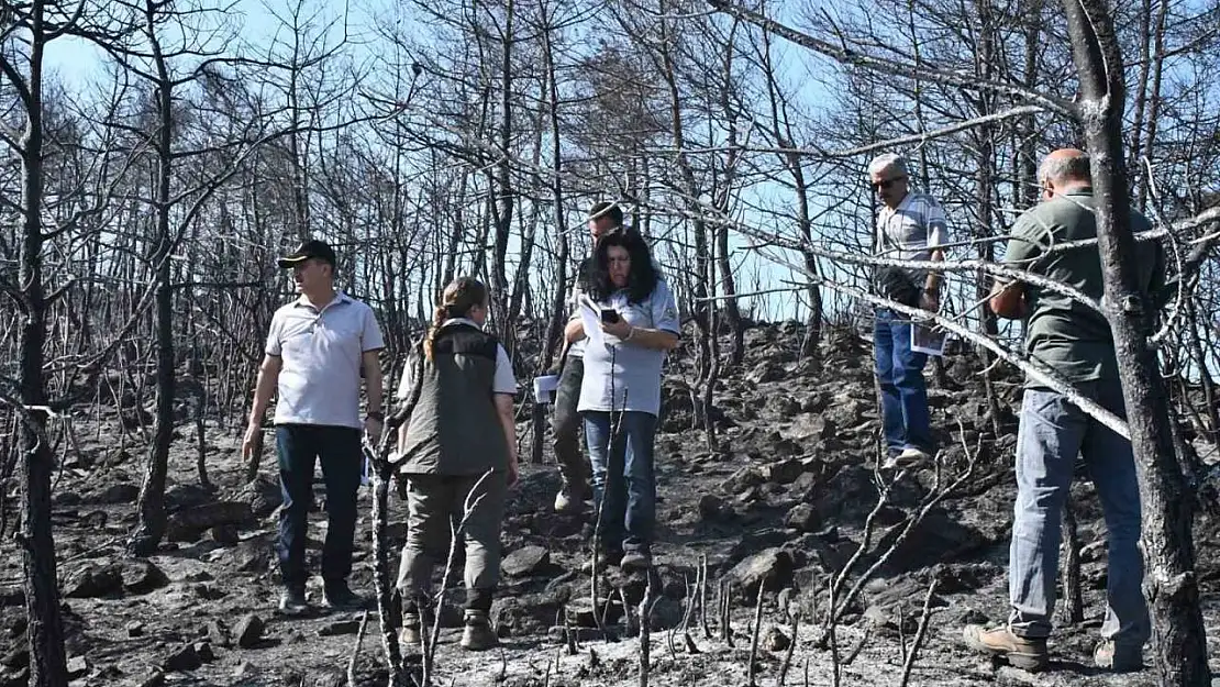 Muğla'da yanan orman alanlarında yeşillendirme çalışmaları başladı