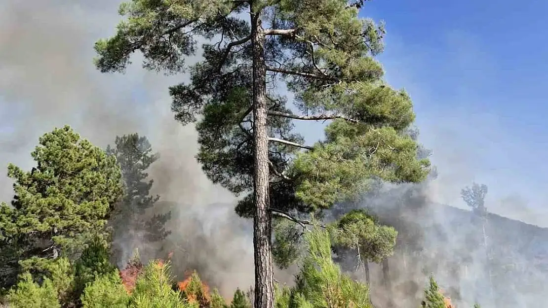 Muğla'nın Köyceğiz ilçesinde orman yangını