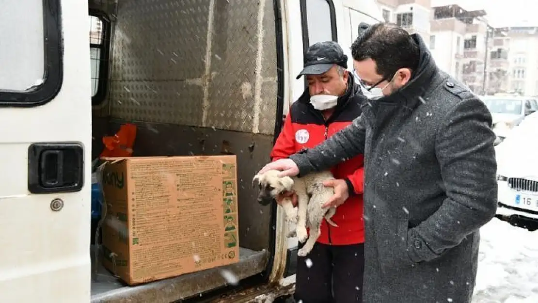 Mustafakemalpaşa'da can dostları için seferberlik