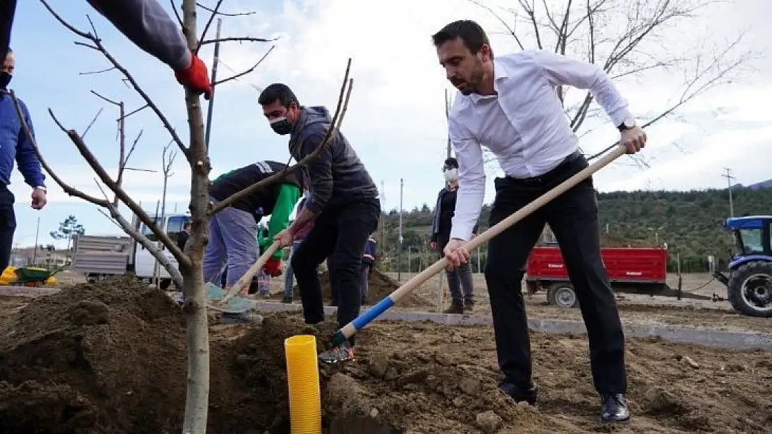 Naim Süleymanoğlu Parkı'nın ilk meyve ağaçları Başkan Tanır'dan