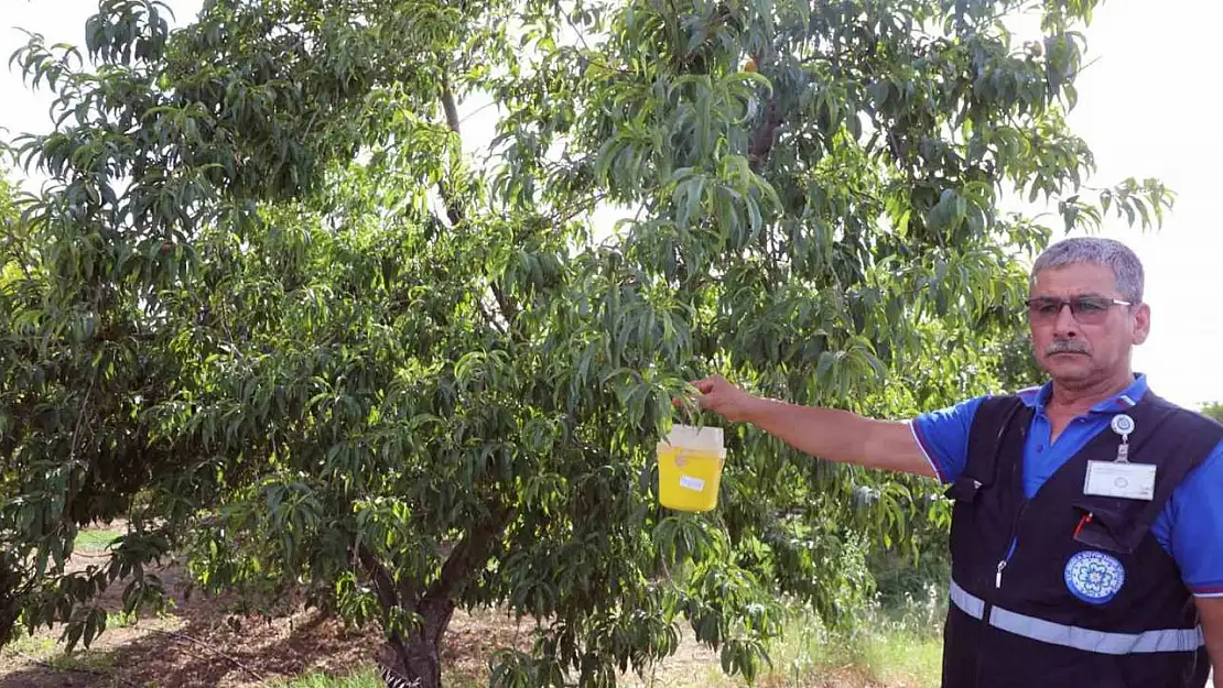 Narenciye ihracatına Büyükşehir desteği